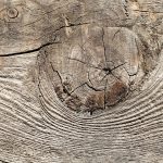 Come liberarsi efficacemente dai tarli del legno in casa